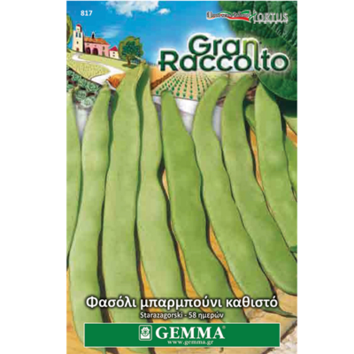 Φασόλι μπαρμπούνι μαύρο καρπό νάνο